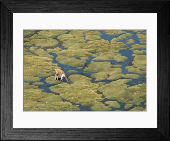 Framed Print : Vicuna grazing on moss at a spring, Parque Nacional de Lauca, Chile, South America Framed Print : Vicuna grazing on moss at a spring, Parque Nacional de Lauca, Chile, South America