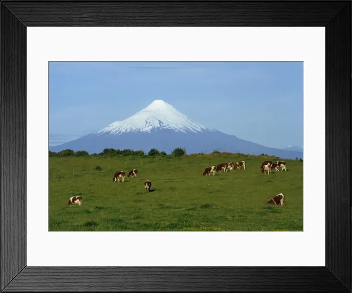 Framed Print : Cattle grazing in a field with the Osorno volcano behind in the Lake District in Chile Framed Print : Cattle grazing in a field with the Osorno volcano behind in the Lake District in Chile