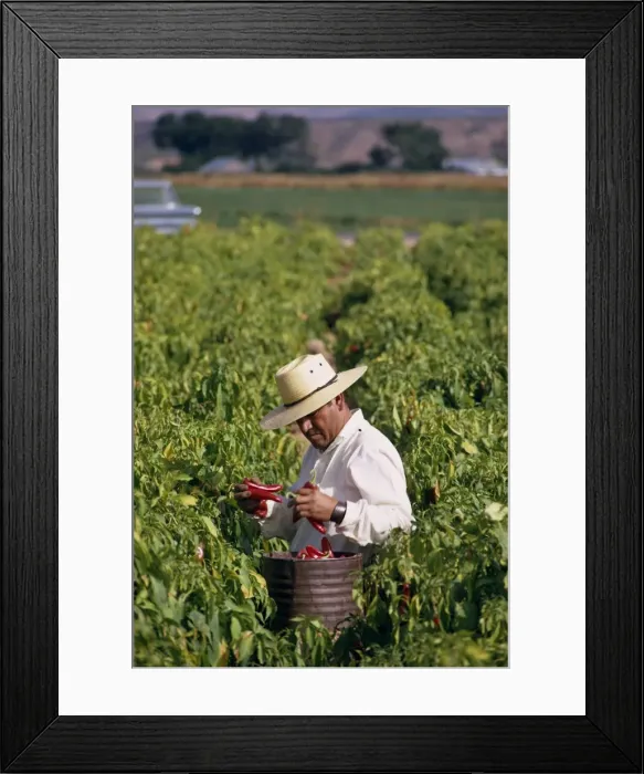 Framed Print : Farm worker picking chili peppers, Chile, South America Framed Print : Farm worker picking chili peppers, Chile, South America