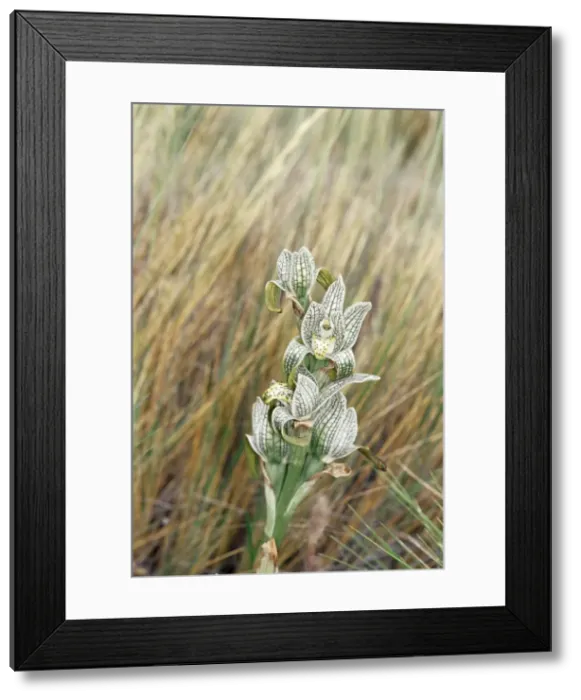 Framed Print : Porcelain orchid (Chloraea Magellanica), Torres del Paine National Park Framed Print : Porcelain orchid (Chloraea Magellanica), Torres del Paine National Park