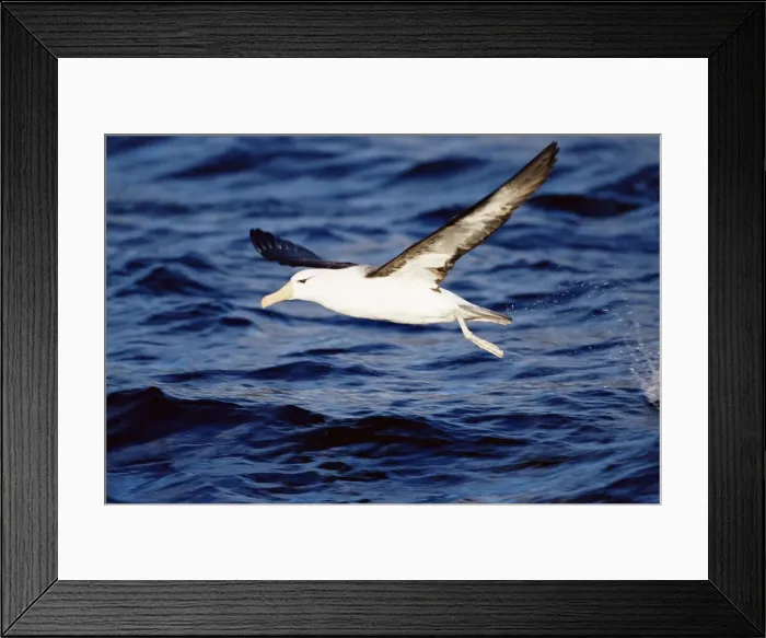 Framed Print : Black-browed albatross flying, Francisco Coloane Marine Reserve, Magallanes Framed Print : Black-browed albatross flying, Francisco Coloane Marine Reserve, Magallanes