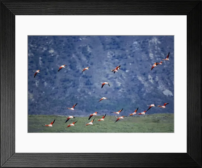 Framed Print : Chilean flamingoes (Phoenicopterus chilensis) in flight, Torres del Paine National Park Framed Print : Chilean flamingoes (Phoenicopterus chilensis) in flight, Torres del Paine National Park