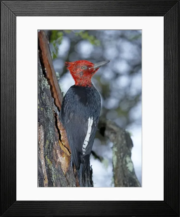 Framed Print : A male Magellanic woodpecker (Compephilus magellanicus), Torres del Paine National Park Framed Print : A male Magellanic woodpecker (Compephilus magellanicus), Torres del Paine National Park