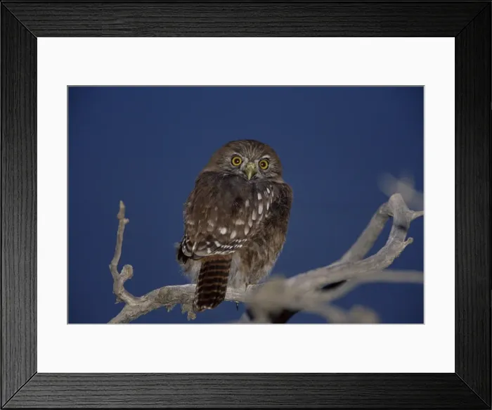 Framed Print : An austral pygmy owl (Glaucidium nanum) sitting on a tree, Torres del Paine National Park Framed Print : An austral pygmy owl (Glaucidium nanum) sitting on a tree, Torres del Paine National Park