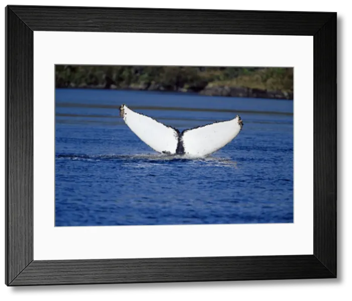 Framed Print : Tail (fluke) of a humpback whale (Megaptera novaeangliae), Francisco Coloane Marine Park Framed Print : Tail (fluke) of a humpback whale (Megaptera novaeangliae), Francisco Coloane Marine Park