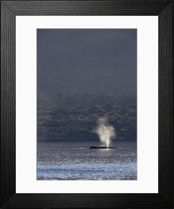 Framed Print : Humpback whale (Megaptera novaeangliae) blowing, Francisco Coloane Marine Park Framed Print : Humpback whale (Megaptera novaeangliae) blowing, Francisco Coloane Marine Park