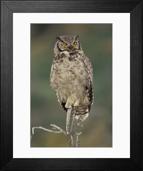 Framed Print : A Magellanic horned owl (Bubo magellanicus) sitting on a tree, Torres del Paine National Park Framed Print : A Magellanic horned owl (Bubo magellanicus) sitting on a tree, Torres del Paine National Park