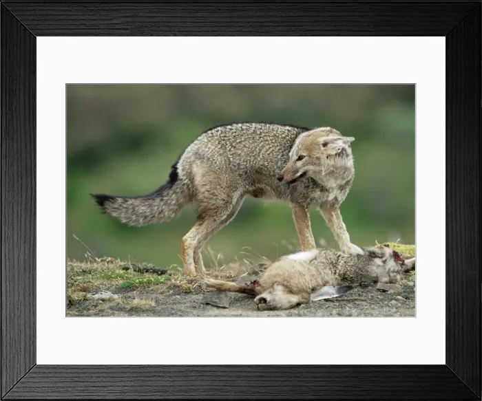 Framed Print : Patagonian grey fox (Dusicyon griseus griseus) defending his killed prey Framed Print : Patagonian grey fox (Dusicyon griseus griseus) defending his killed prey