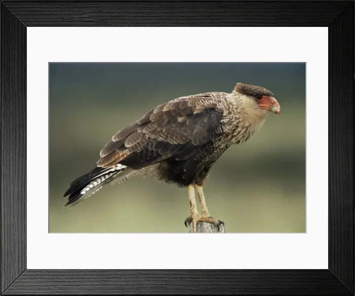 Framed Print : A Southern caracara, Torres del Paine National Park, Patagonia, Chile, South America Framed Print : A Southern caracara, Torres del Paine National Park, Patagonia, Chile, South America