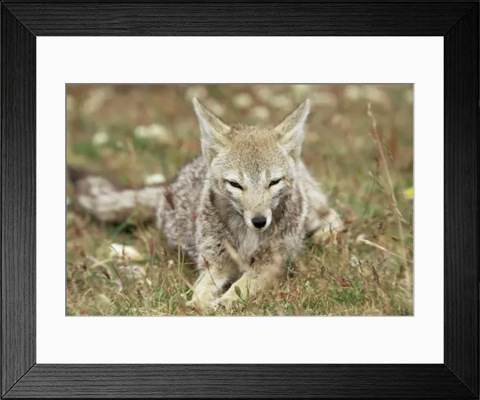 Framed Print : Patagonian grey fox (Dusicyon griseus griseus), Torres del Paine National Park Framed Print : Patagonian grey fox (Dusicyon griseus griseus), Torres del Paine National Park