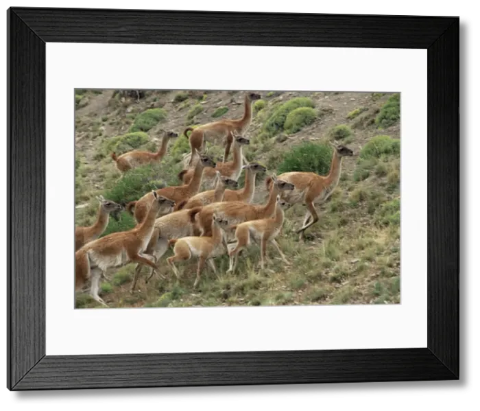 Framed Print : A herd of guanacos (Lama guanicoe), Torres del Paine National Park, Patagonia Framed Print : A herd of guanacos (Lama guanicoe), Torres del Paine National Park, Patagonia