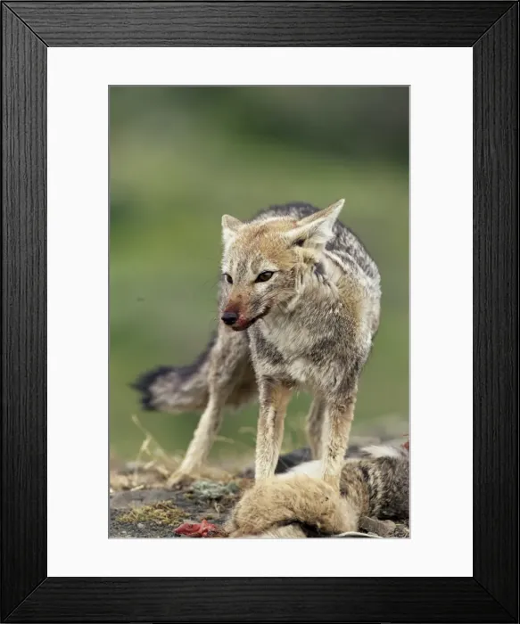 Framed Print : Patagonian grey fox (Dusicyon griseus griseus) defending his killed prey Framed Print : Patagonian grey fox (Dusicyon griseus griseus) defending his killed prey