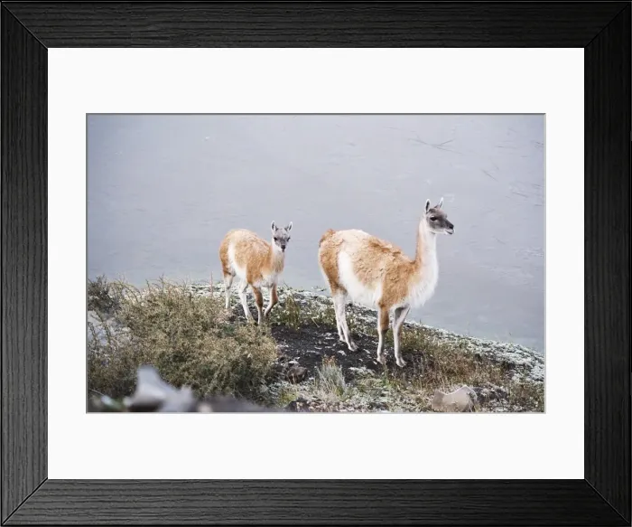 Framed Print : Vicuna mother and young, Torres del Paine, Chile, South America Framed Print : Vicuna mother and young, Torres del Paine, Chile, South America