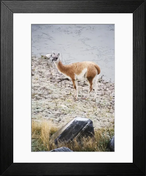 Framed Print : Vicuna, Torres del Paine, Chile, South America Framed Print : Vicuna, Torres del Paine, Chile, South America