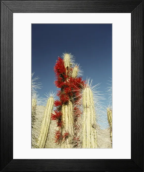 Framed Print : Cacti in flower, Elqui Valley, Chile, South America Framed Print : Cacti in flower, Elqui Valley, Chile, South America