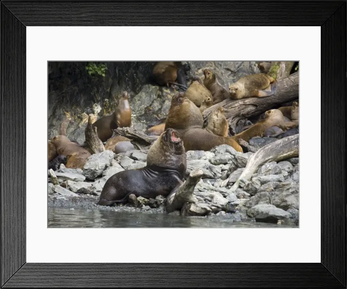 Framed Print : South American sea lion (Otaria flavescens), Garibaldi Fjord, Darwin National Park