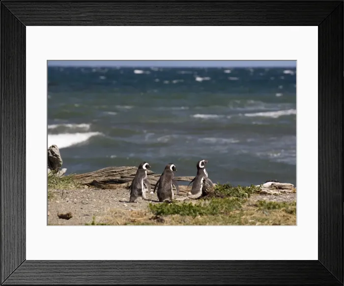 Framed Print : Magellanic penguin colony, Seno Otway, Patagonia, Chile, South America Framed Print : Magellanic penguin colony, Seno Otway, Patagonia, Chile, South America