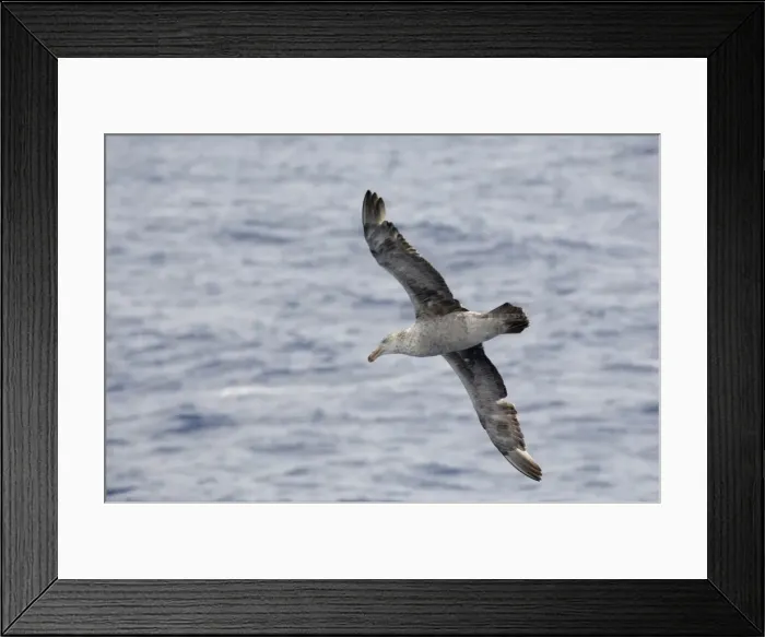 Framed Print : Northern giant petrel (Macronectes halli), Drake Passage, Chile, South America Framed Print : Northern giant petrel (Macronectes halli), Drake Passage, Chile, South America