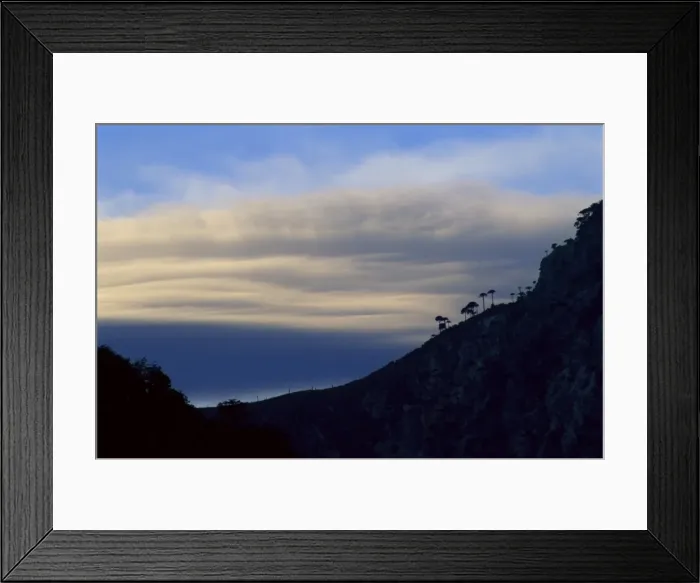 Framed Print : Monkey puzzle trees silhouetted against clouds at sunset, Conguillio National Park Framed Print : Monkey puzzle trees silhouetted against clouds at sunset, Conguillio National Park