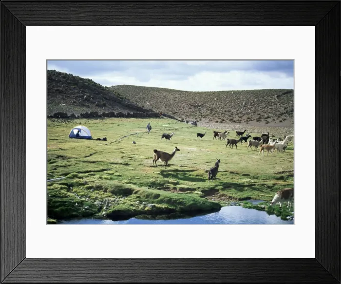 Framed Print : Llamas passing tent and backpacker, Parque Nacional Volcan Isluga (Volcan Isluga National Park) Framed Print : Llamas passing tent and backpacker, Parque Nacional Volcan Isluga (Volcan Isluga National Park)