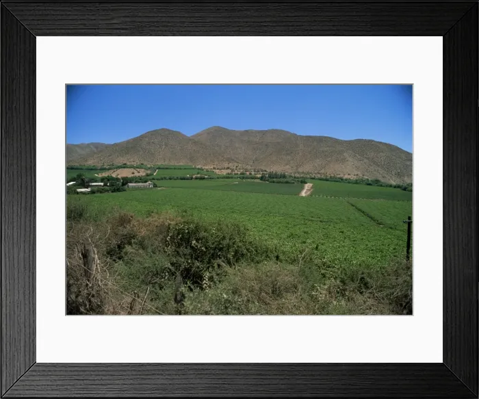 Framed Print : Grape vines in the Valle de Elqui, location of the largest producer of pisco Framed Print : Grape vines in the Valle de Elqui, location of the largest producer of pisco