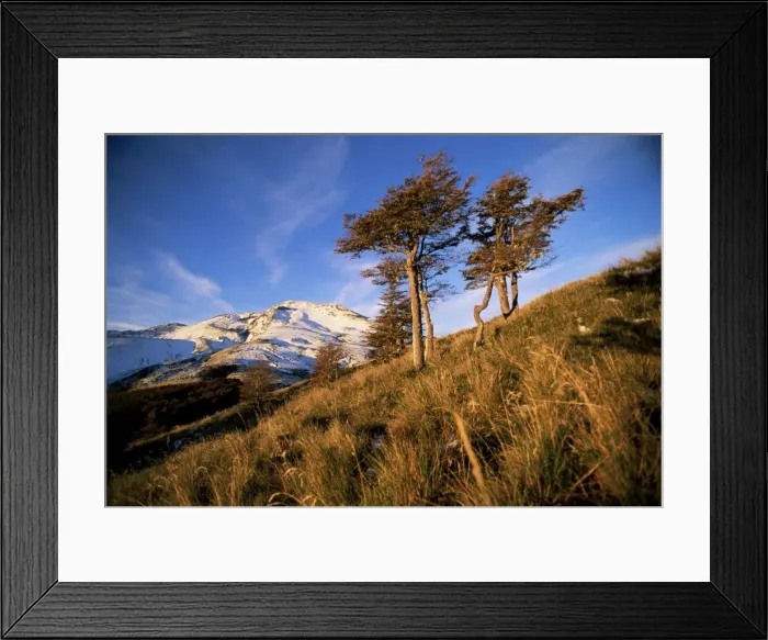 Framed Print : Volcano and wind swept trees, Lake District, Puyehue National Park, southern Chile Framed Print : Volcano and wind swept trees, Lake District, Puyehue National Park, southern Chile