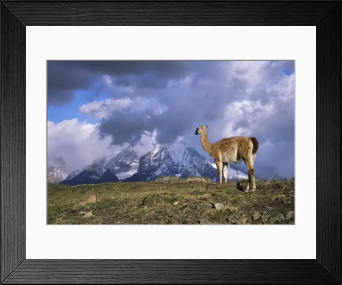 Framed Print : Guanaco (llama) and Cuernos del Paine, Torres del Paine National Park, Patagonia Framed Print : Guanaco (llama) and Cuernos del Paine, Torres del Paine National Park, Patagonia