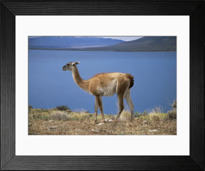Framed Print : Guanaco (llama), Lago Sarmiento, Patagonia, Chile, South America Framed Print : Guanaco (llama), Lago Sarmiento, Patagonia, Chile, South America