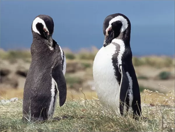 Magellan penguins, Patagonia, Chile, South America