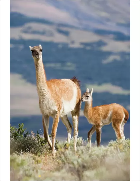 Guanaco (Lama guanicse) mother and calf, Torres del Paine National Park