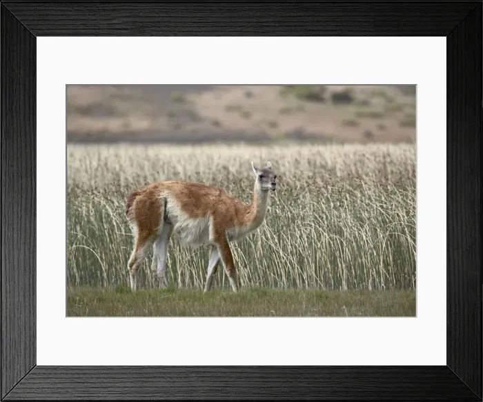 Framed Print : Guanaco (Lama guanicse), Torres del Paine, Patagonia, Chile, South America Framed Print : Guanaco (Lama guanicse), Torres del Paine, Patagonia, Chile, South America