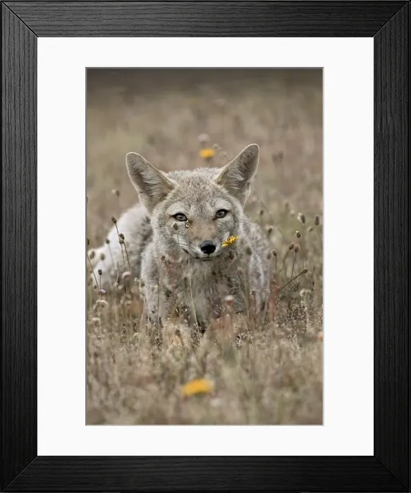 Framed Print : Gray fox (Patagonian fox) (Pseudalopex griseus), Torres del Paine, Chile, South America Framed Print : Gray fox (Patagonian fox) (Pseudalopex griseus), Torres del Paine, Chile, South America