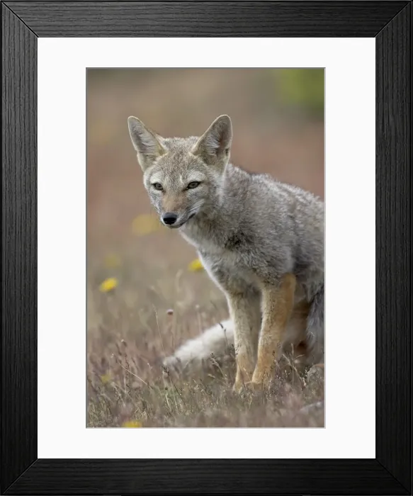 Framed Print : Gray fox (Patagonian fox) (Pseudalopex griseus), Torres del Paine, Chile, South America Framed Print : Gray fox (Patagonian fox) (Pseudalopex griseus), Torres del Paine, Chile, South America