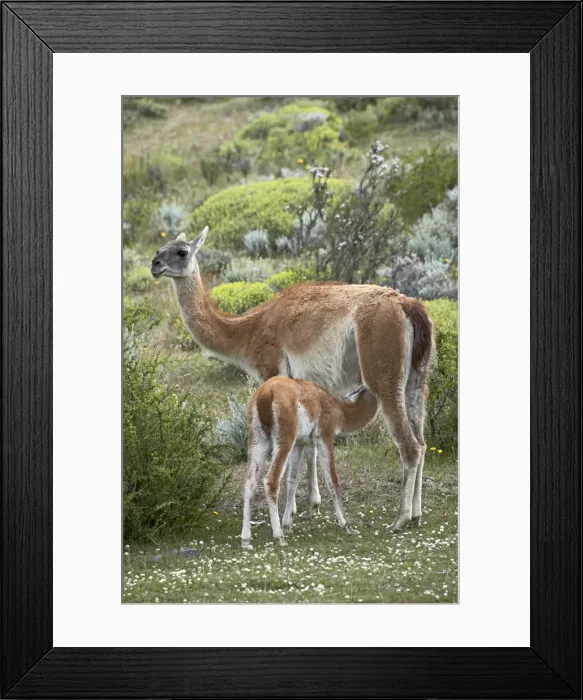 Framed Print : Mother guanaco (Lama guanicse) nursing her young, Torres del Paine, Patagonia Framed Print : Mother guanaco (Lama guanicse) nursing her young, Torres del Paine, Patagonia
