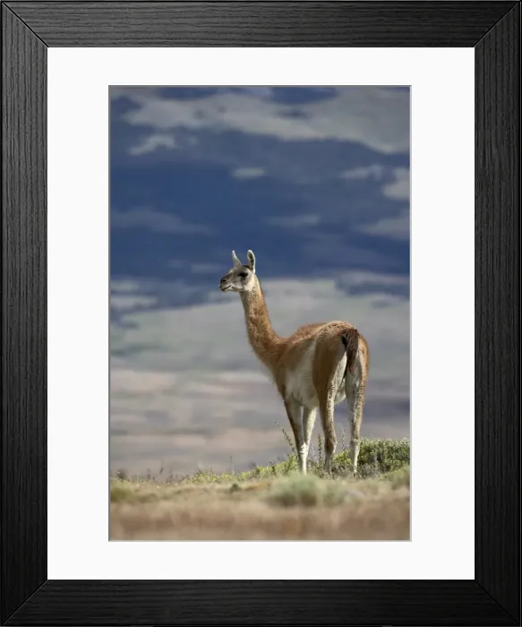 Framed Print : Guanaco (Lama guanicse) standing on a ridge, Torres del Paine, Patagonia Framed Print : Guanaco (Lama guanicse) standing on a ridge, Torres del Paine, Patagonia