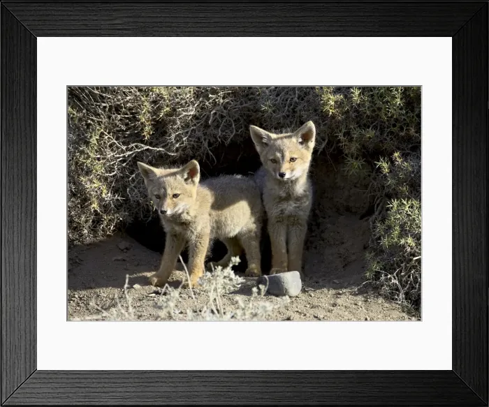 Framed Print : Two gray fox pups (Patagonian fox) (Pseudalopex griseus) at den entrance Framed Print : Two gray fox pups (Patagonian fox) (Pseudalopex griseus) at den entrance