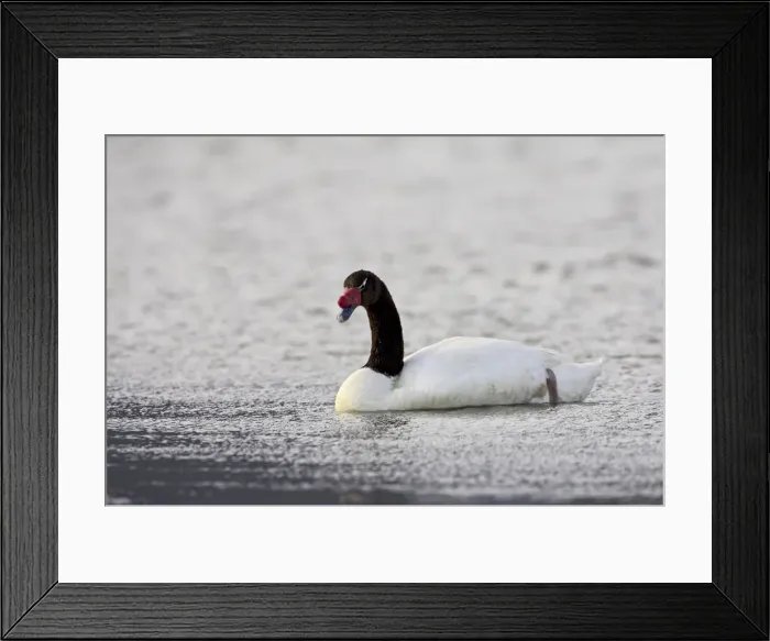 Framed Print : Black-necked swan (Cygnus melancoryphus) swimming, Torres Del Paine, Chile, South America Framed Print : Black-necked swan (Cygnus melancoryphus) swimming, Torres Del Paine, Chile, South America