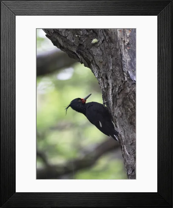 Framed Print : Female Magellanic woodpecker (Campephilus magellanicus), Torres del Paine National Park Framed Print : Female Magellanic woodpecker (Campephilus magellanicus), Torres del Paine National Park