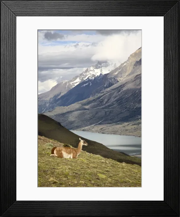 Framed Print : Guanaco (Lama guanicoe) with mountains and Lago Nordenskjsld in the background Framed Print : Guanaco (Lama guanicoe) with mountains and Lago Nordenskjsld in the background