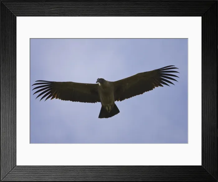 Framed Print : Juvenile Andean condor (Vultur gryphus) soaring, Torres del Paine National Park Framed Print : Juvenile Andean condor (Vultur gryphus) soaring, Torres del Paine National Park