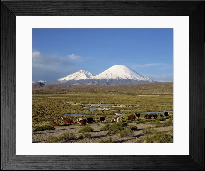 Framed Print : Llamas grazing before Volcanoes Parinacota and Pomerape, Lauca National Park Framed Print : Llamas grazing before Volcanoes Parinacota and Pomerape, Lauca National Park