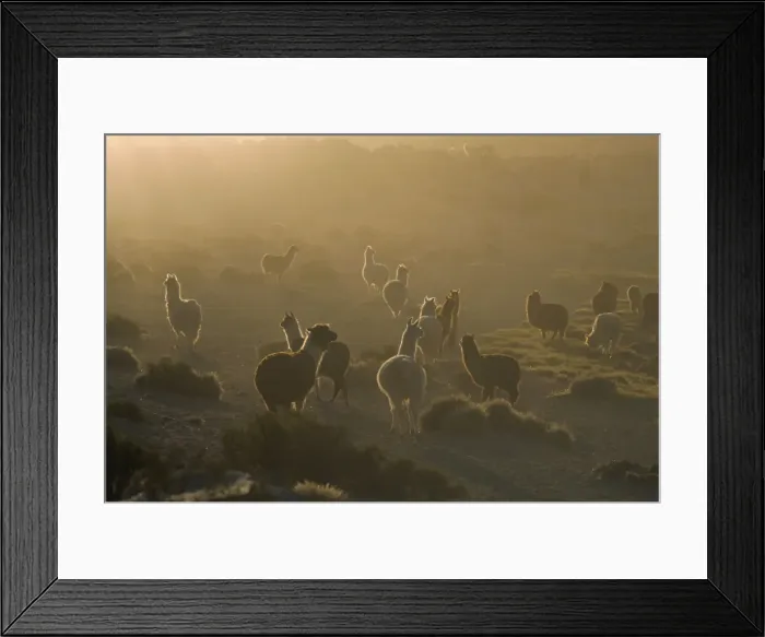 Framed Print : Llamas, Lauca National Park, Atacama, Chile, South America