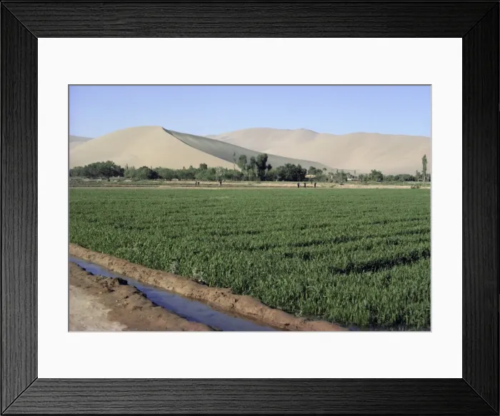 Framed Print : Irrigated winter wheat, oasis in Gobi Desert, Gansu Province, China, Asia Framed Print : Irrigated winter wheat, oasis in Gobi Desert, Gansu Province, China, Asia