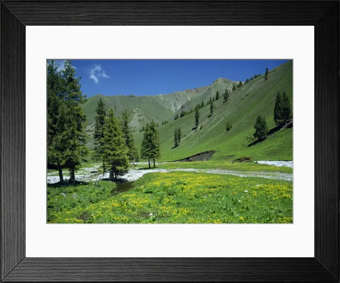 Framed Print : Wild flowers below the Tien Shan mountains in Xinjiang Province, China, Asia Framed Print : Wild flowers below the Tien Shan mountains in Xinjiang Province, China, Asia