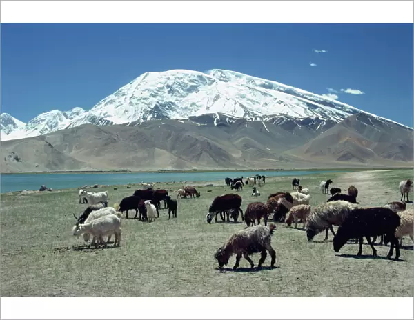 Livestock grazing near Karakuli Lake on the Karakorum Highway in Xinjiang, China, Asia