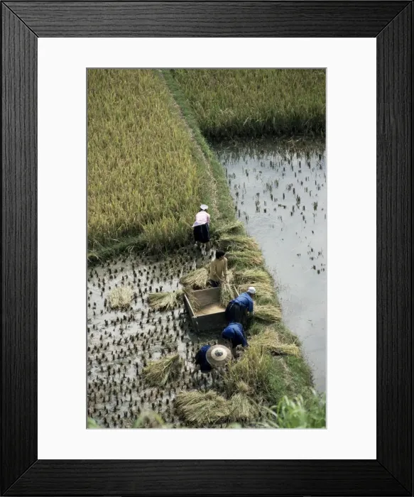 Framed Print : Harvesteing rice, South Guizhou, China, Asia Framed Print : Harvesteing rice, South Guizhou, China, Asia