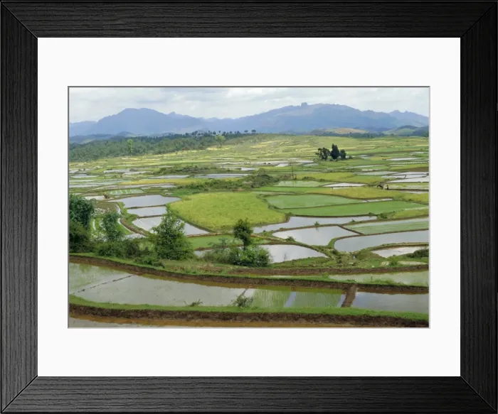 Framed Print : Paddy fields in spring near Sandu, Guizhou Province, China Framed Print : Paddy fields in spring near Sandu, Guizhou Province, China