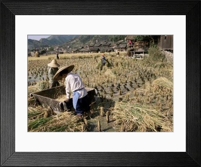 Framed Print : Rice being cut and threshed, Guizhou province, China, Asia Framed Print : Rice being cut and threshed, Guizhou province, China, Asia