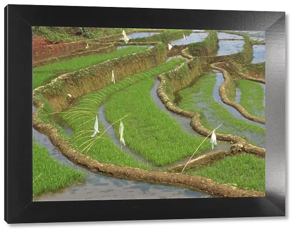 Rice terraces with bird scarers in Guangxi, China, Asia