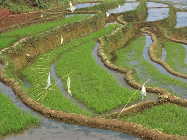Rice terraces with bird scarers in Guangxi, China, Asia